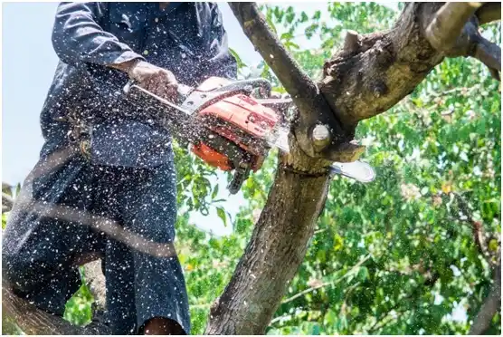 tree services Lost Creek